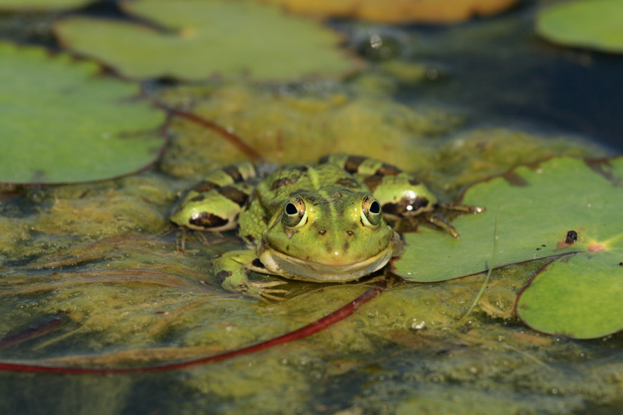 Učenici četvrtog razreda pokazali što znaju o močvarama